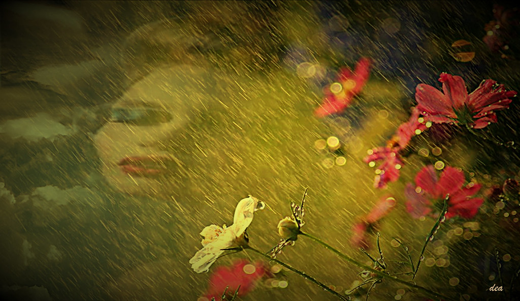 Pensieri sotto la pioggia tra i fiori
