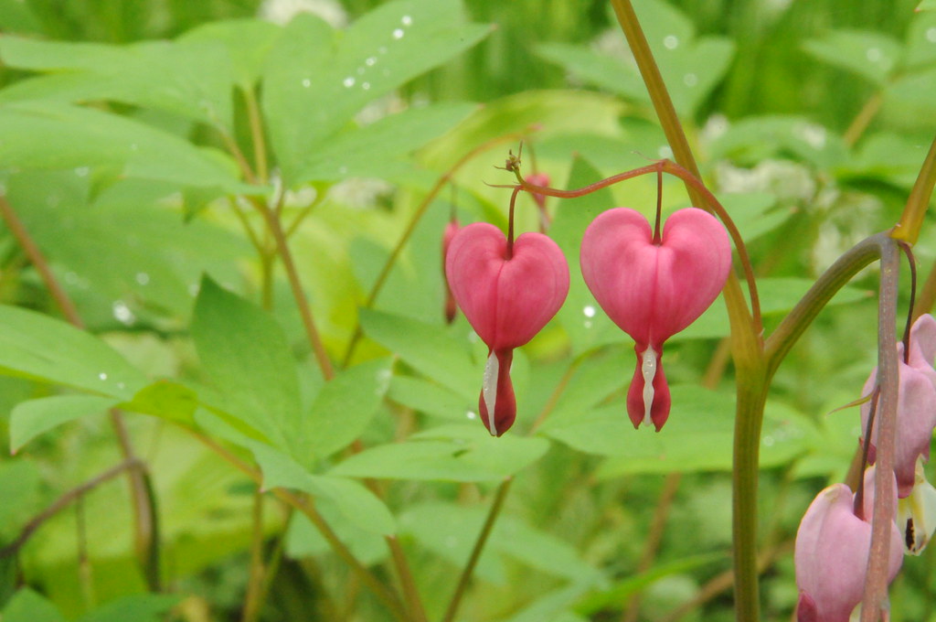 Pianta con bellissimi cuori pendenti