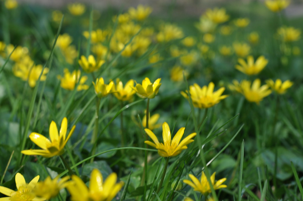Piccoli fiori gialli nel prato