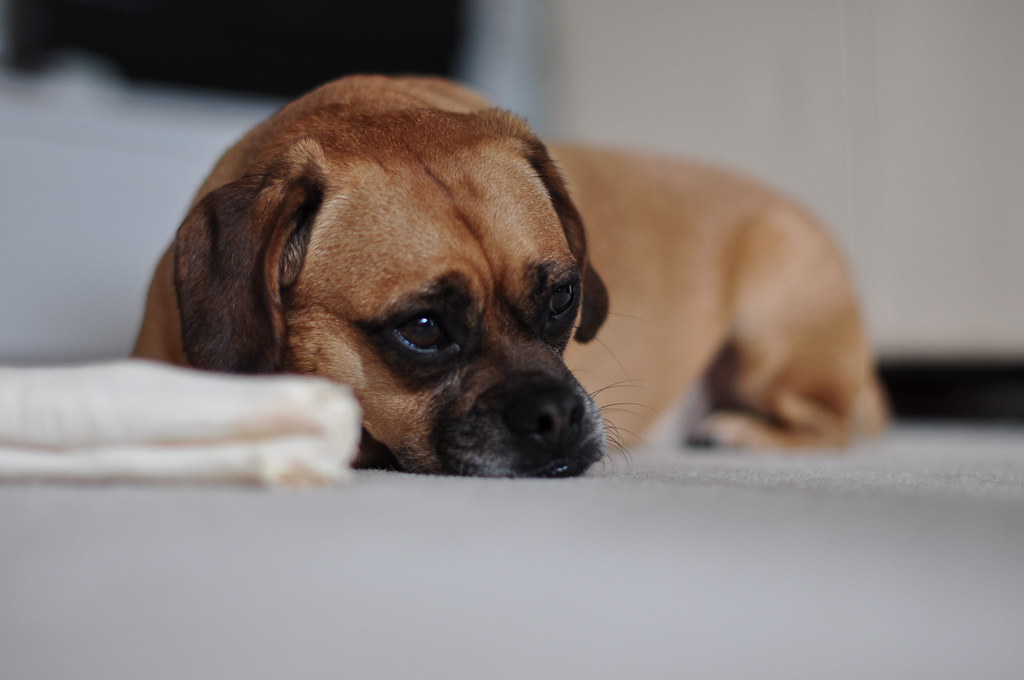 Piccolo cane con grande tristezza stampata sul viso