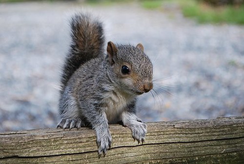 Piccolo scoiattolo che fa molta tenerezza