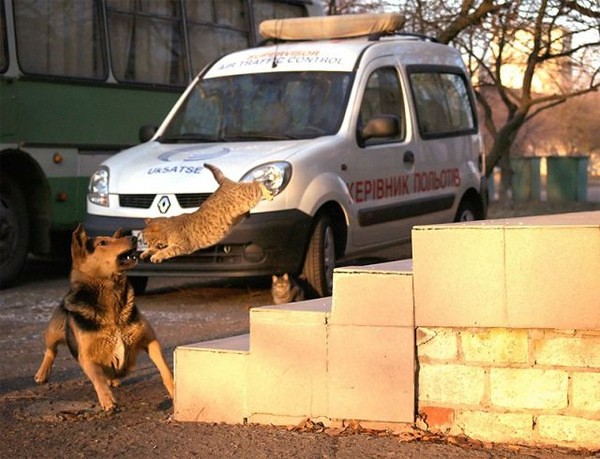 Rissa tra cane e gatto davanti a un furgone con una ruota su un gattino