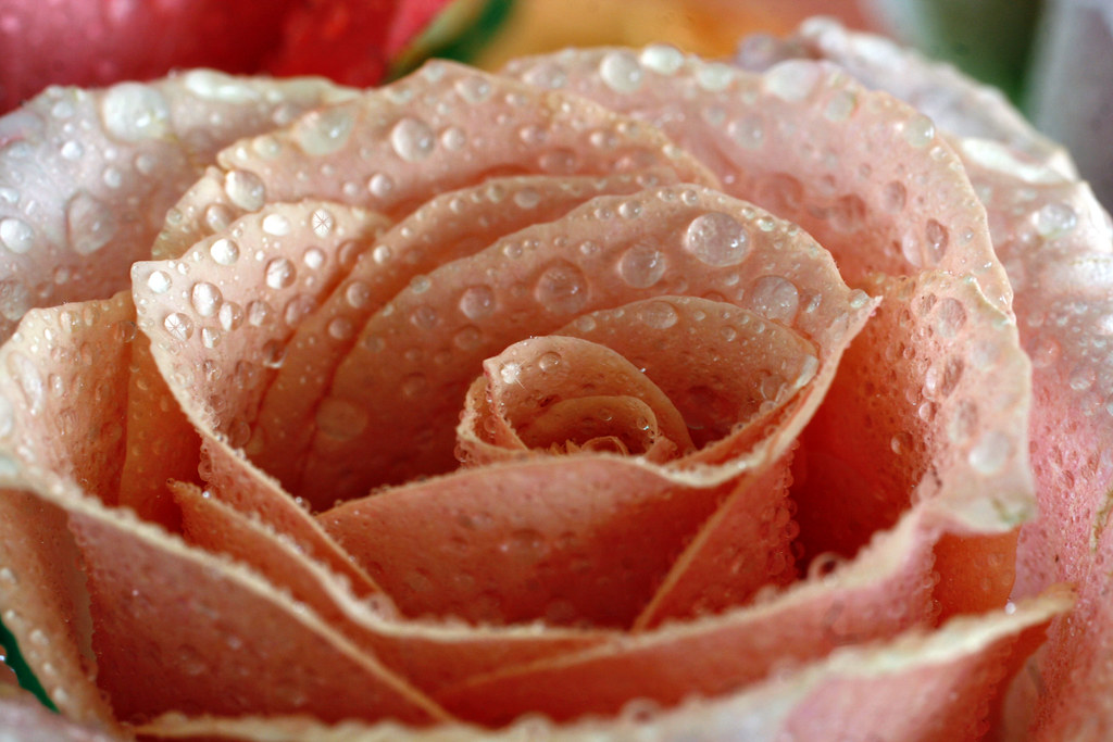 Rosa color salmone inumidita dalla rugiada che esprime dolcezza