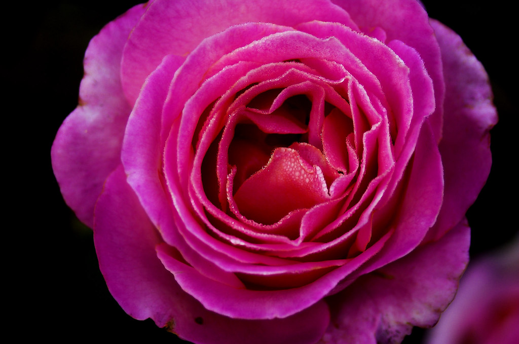 Rosa con riflessi violacei per un dolce regalo