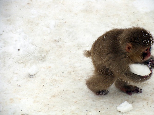 Simpatica scimmietta che ruba la neve