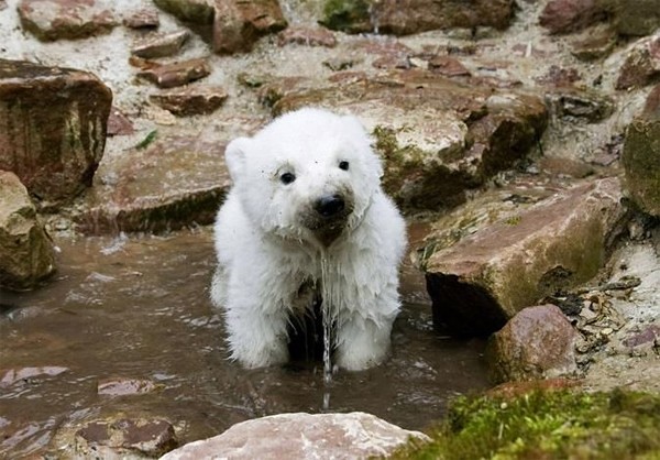 Simpatico cagnolino con acqua che gli esce a fontana dalla bocca