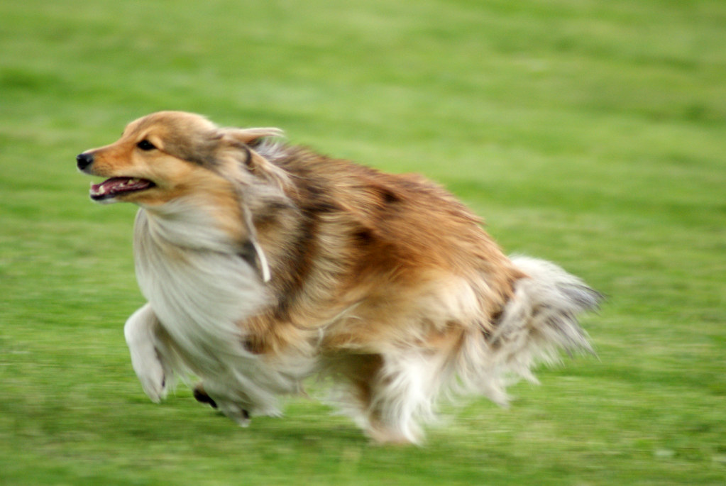 Simpatico cane che corre come un pazzo sul prato