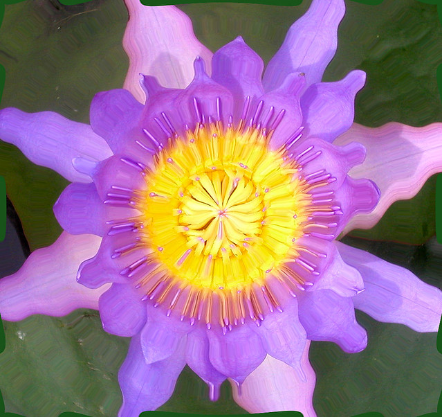 Splendido fiore raro con petali viola disposti in modo molto insolito