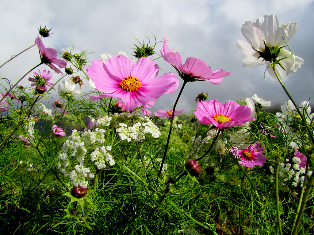 Tanti fiori nel prato con colori delicati