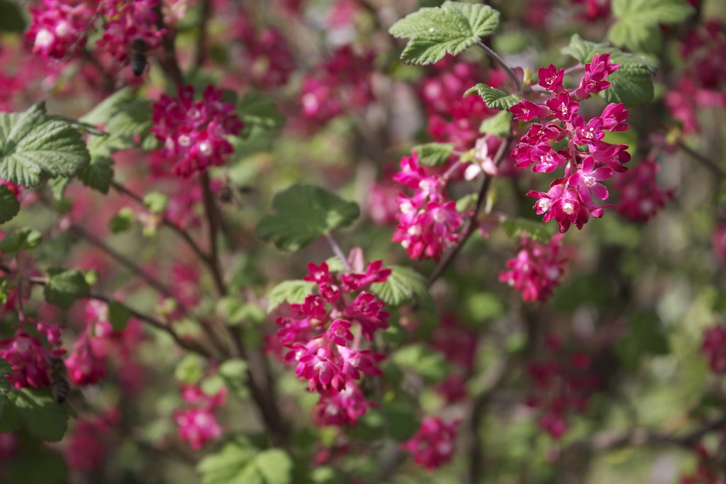 Tantissimi fiorellini di colore rosso e bianco