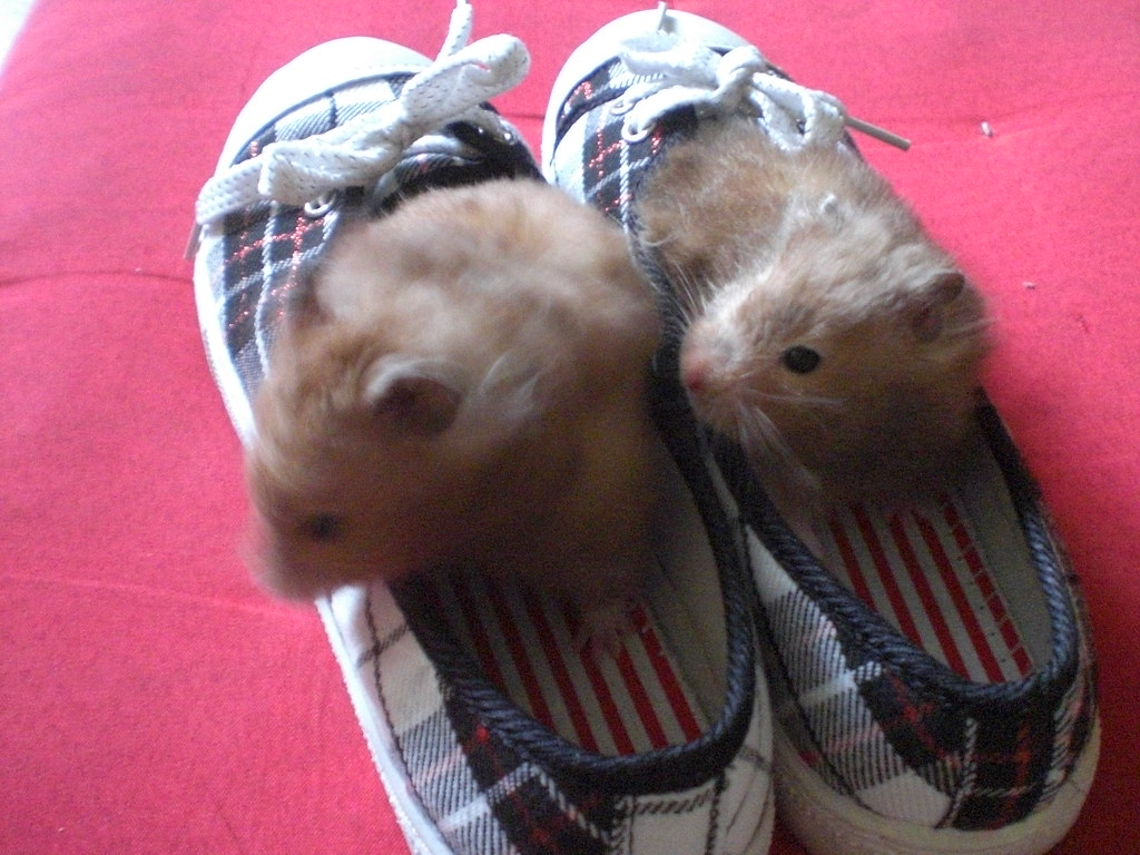 Teneri criceti nelle scarpe che si interrogano sul da farsi