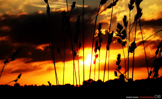 Tramonto con cielo arancione tra erba e frasche