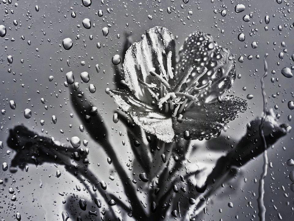 Tristezza espressa mediante un fiore inconsueto e gocce di acqua