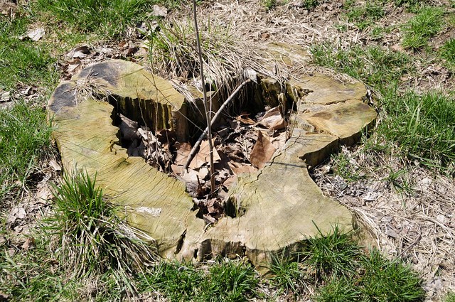 Tronco di albero a forma di cuore