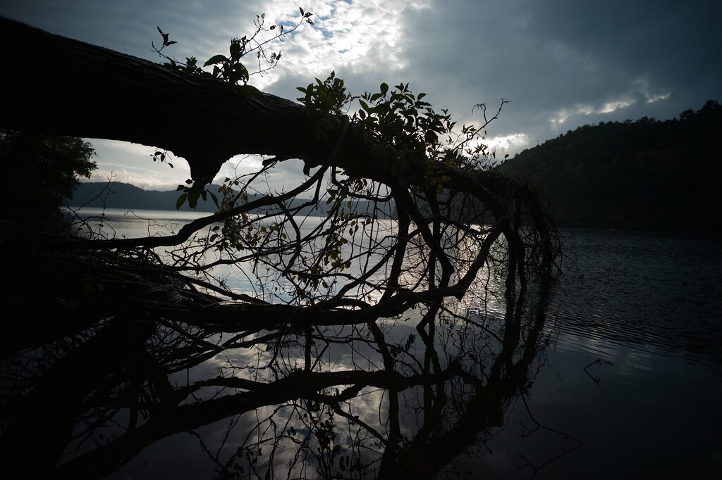 Tronco di albero caduto sul lago in Giappone