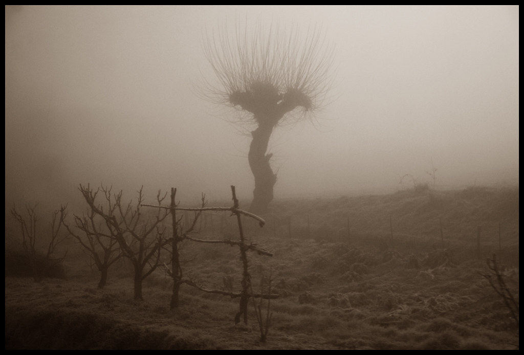 Tronco di albero mistico in lontananza che sembra un uragano