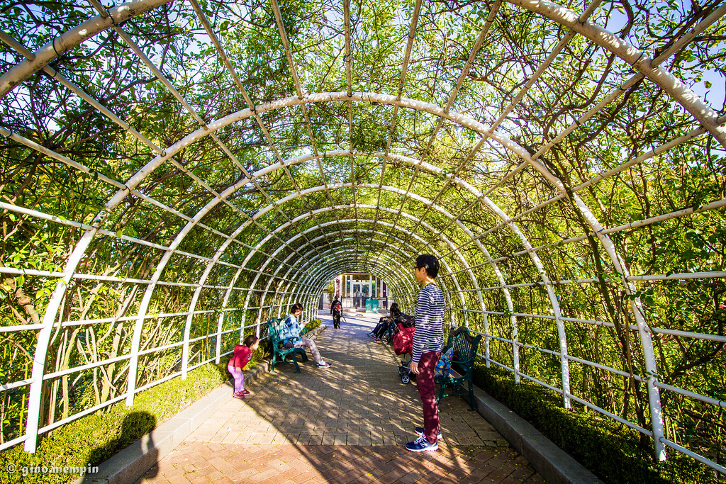 Tunnel romantico in mezzo al verde