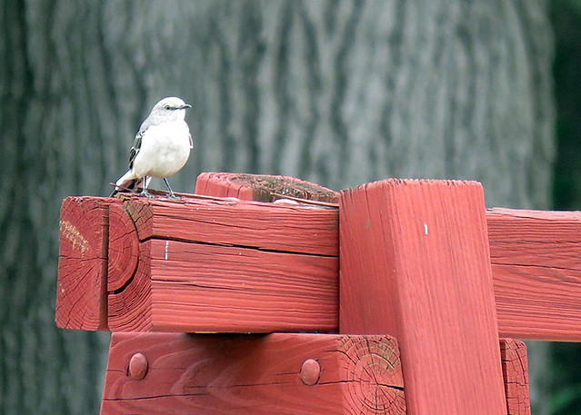Uccello bianco su steccato rosa davanti a tronco di albero