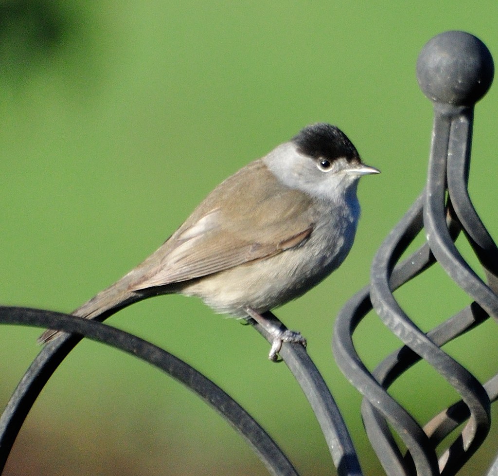 Uccello della specie Capinera su cancello