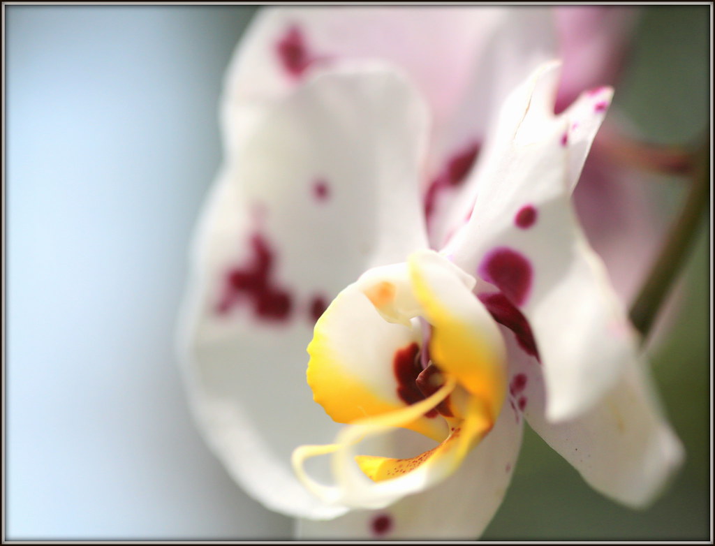 Una orchidea per esprimere dolci pensieri