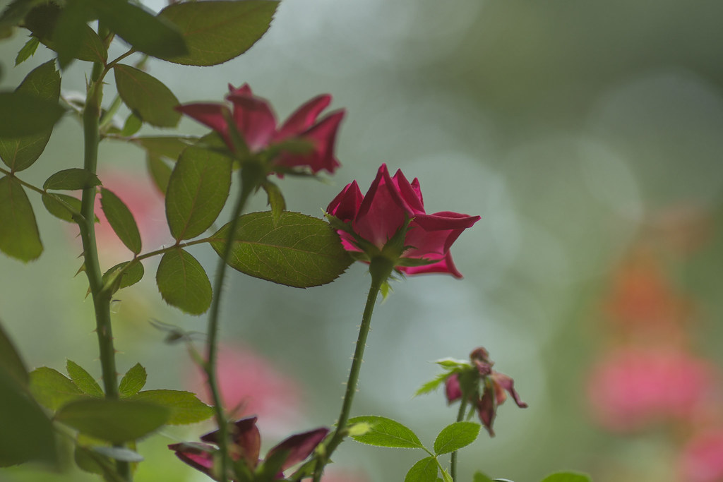 Carta cotone lusso noncuranza palcoscenico rosa 12