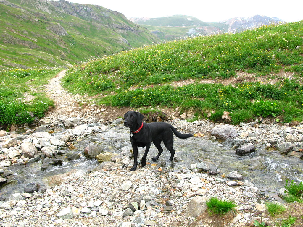 Mare vento bagna campagna capigliatura cavaliere cavallo corno 9