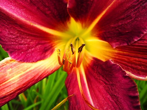 Nome campo primula sir 9 Nome campo primula sir 9