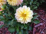bel fiore bagnato in mezzo alla natura