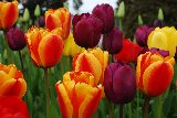 bellissimi tulipani rossi e arancioni screziati