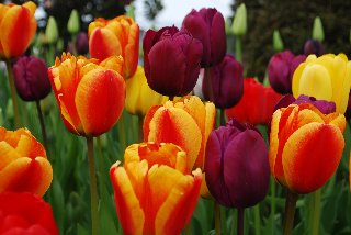 bellissimi tulipani rossi e arancioni screziati