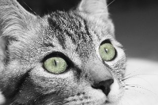 occhi di gatto che fissano