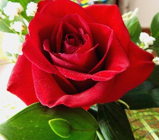 rosa rossa fresca