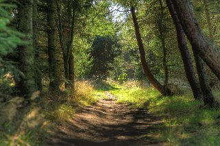 sentiero con natura ricca di colori