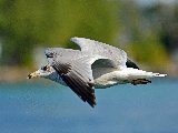 gabbiano in volo in primo piano
