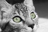 occhi di gatto che fissano