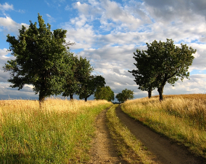 Tutta la natura ti corteggia inutilmente ricercando un punto di incontro con la tua bellezza