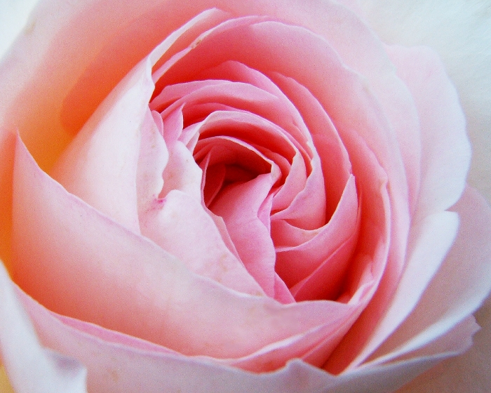 ignaro che un po' più in basso c'è una donna dal volto roseo di cui dovrebbe avere invidia