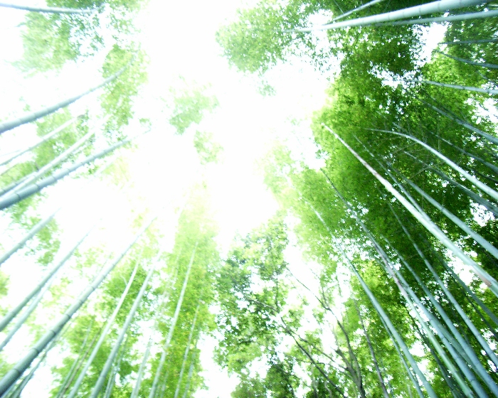 Guardando quaggiù verso un giardino non vedo aridità ma solo un verde che brilla