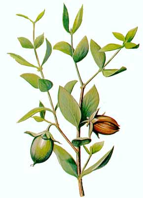 pelle liscia con l'olio di jojoba