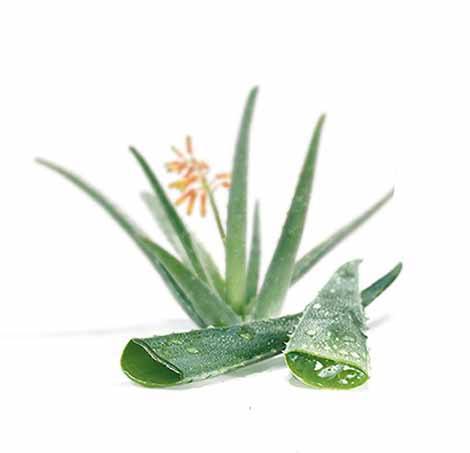 aloe vera bevanda salute