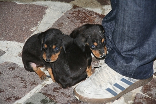 Adorabili cuccioli di cane in cerca di coccole ai piedi di una persona