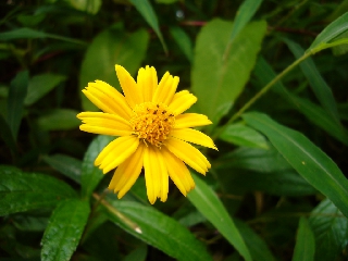 Bel fiore giallo con centro sporgente