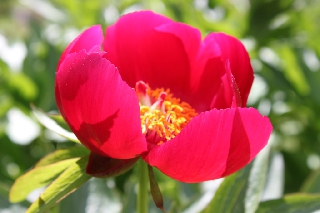 Bellissimo fiore rosso con stami gialli