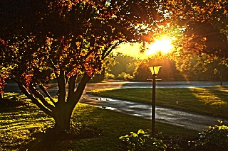 Bellissimo parco con albero e lampione al tramonto