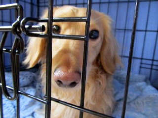 Cane in gabbia molto triste che fa tanta tenerezza