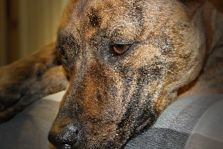 Cane marrone con occhi stanchi e tristi