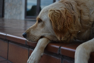 Cane triste ad ingresso di casa