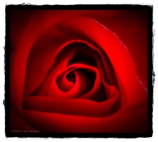Cuore al centro di una rosa