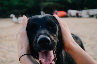 Dolci coccole al cane contento