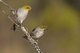 Due simpatici uccelli della specie occhialino dorsogrigio su ramo